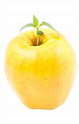 Image result for Picture of Young Apple Seedling