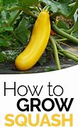 Image result for Grow Summer Squash