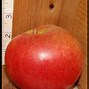 Image result for Turley Winesap