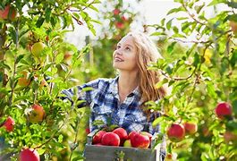 Image result for Autumn Apple-Picking