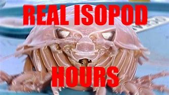 Image result for isopods hours memes
