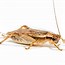 Image result for Cricket Bug Photography
