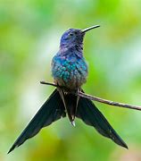 Image result for Schistes Trochilidae