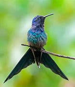 Image result for Cyanophaia Trochilidae