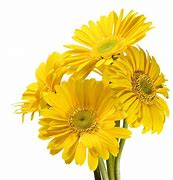 Image result for Sumpagthy Flowers On White Background