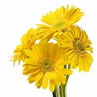Image result for Amazing Exotic Flowers White Background