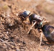 Image result for Ant Life Cycle