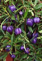 Image result for Apple berry Plant