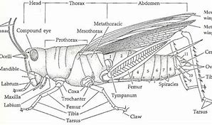 Image result for cricket bug anatomy