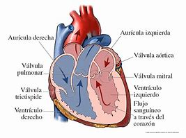 Bildergebnis für El Corazon Dos Jefes