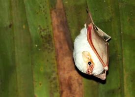 Image result for The Honduran White Bat
