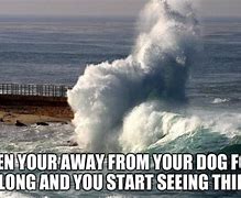 Image result for Dog with Waves Meme