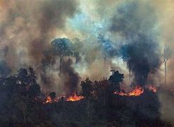 Image result for Amazon Forest Fire
