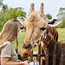 Image result for How Tall Is the Tallest Giraffe