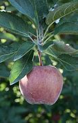 Image result for Apple Picking in New York