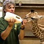 Image result for Zookeeper Giraffe