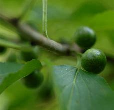 Image result for Tree with Small Green Fruit