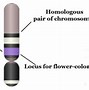 Image result for Heterozygous vs Homozygous Plants