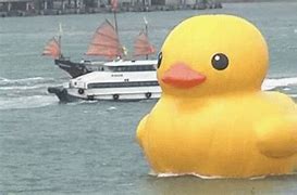 Image result for Duck Giffy
