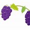 Image result for Ornamental Grape Vine