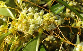 Image result for cuscuta