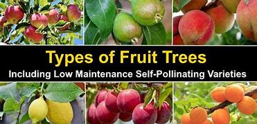 Image result for fruit trees variety