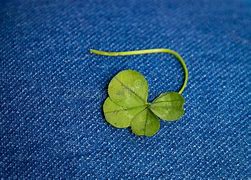 Image result for Four Leaf Clover iPhone 6 Wallpaper