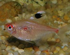 Image result for Tetris Fish
