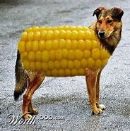 Image result for Corn Dog Animal
