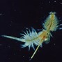 Image result for brine shrimp pic