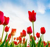 Image result for Tulips Spring Flowers Trees