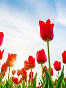 Image result for Spring Blooming Flowers