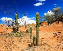 Image result for Desert Scene Cactus