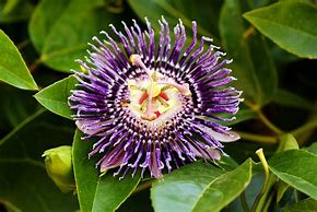 Image result for Dried Passion Fruit