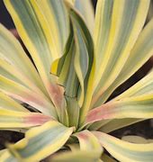 Image result for Yucca gloriosa Bright Star