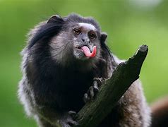 Image result for Funny Monkey Faces Images