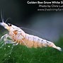 Image result for Golden Bee Shrimp