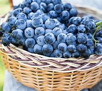 Image result for Red Wine Grape Varieties