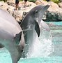 Image result for SeaWorld Orlando