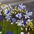Image result for Agapanthus africanus Twister