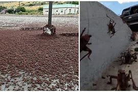 Image result for Mormon Crickets On Houses