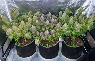 Image result for How Long Do Marijuana Plants Take to Grow