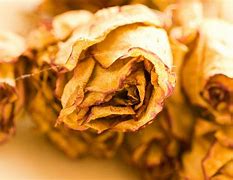 Image result for Preserved Roses with 24 Carat Gold