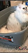 Image result for Jackson Galaxy Litter Box