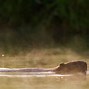 Image result for Canadian Beaver