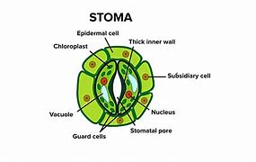 Image result for Guard Cells