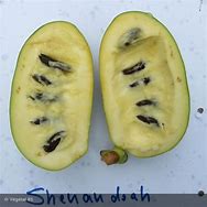 Image result for Asimina triloba Shenandoah