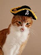 Image result for Red Headed Pirate Cat