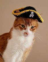Image result for Cat with Pirate Hat