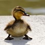 Image result for Cute Baby Animals Ducks